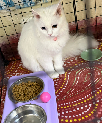 Two Cute White Persian Kittens photo 3