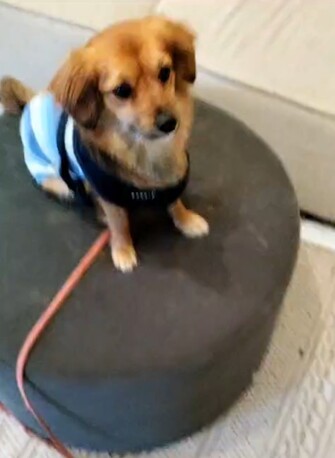 DOG Trainer photo 2