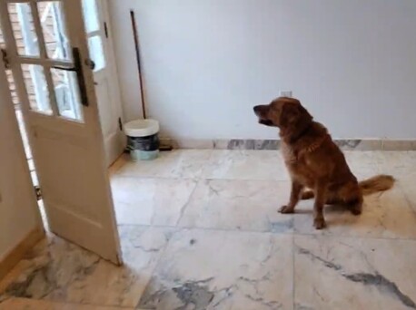 DOG Trainer photo 3