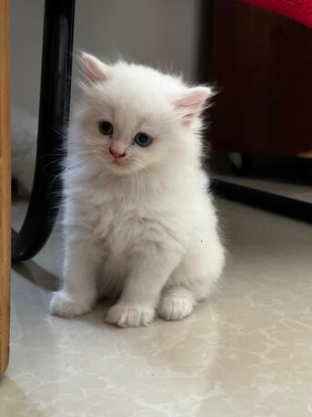 Pet/Cat Sitting At Home With Individual Care (Dammam / Al-khobar / Jubail / Rastanura))