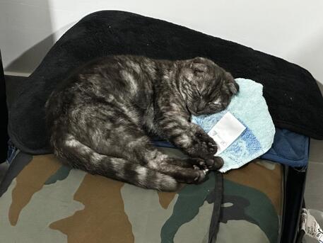 Pet/Cat Sitting At Home With Individual Care (Dammam / Al-khobar / Jubail / Rastanura)) photo 3