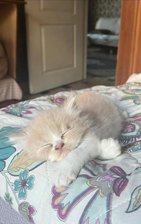 SAR 500,  Persian Triple Coated Kittens photo 1