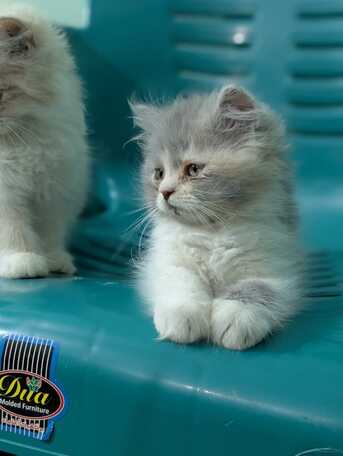 SAR 500,  Persian Triple Coated Kittens photo 2