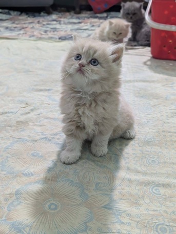 SAR 500,  Persian Triple Coated Kittens photo 3