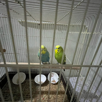 SAR 500,  Australian Parrots (Buggies)