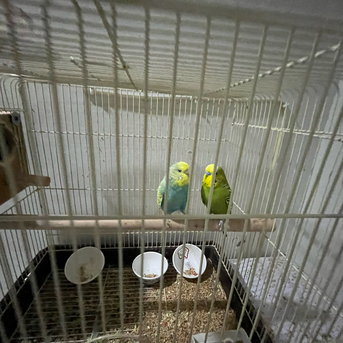 SAR 500,  Australian Parrots (Buggies) photo 2