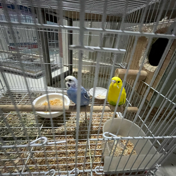 SAR 500,  Australian Parrots (Buggies) photo 3