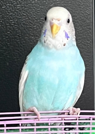 SAR 50,  Budgies
