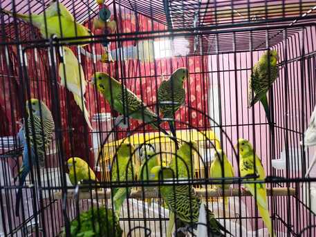 SAR 625,  12 Budgies/Parakeets For Sale photo 2