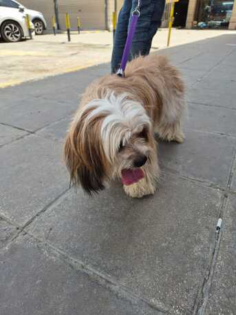 SAR 1500,  Female Puppy For Sale