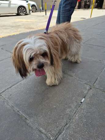 SAR 1500,  Female Puppy For Sale photo 2