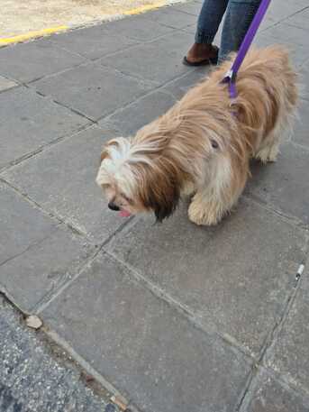 SAR 1500,  Female Puppy For Sale photo 3