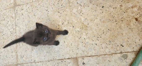 SAR 1,  Scottish Cats For  Adoption photo 1
