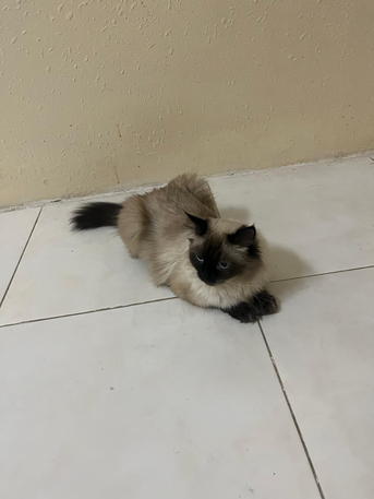 Himalayan Female Cat Available For FREE Adoption photo 1