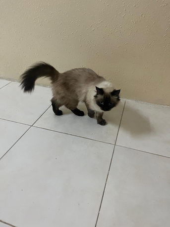 Himalayan Female Cat Available For FREE Adoption photo 2