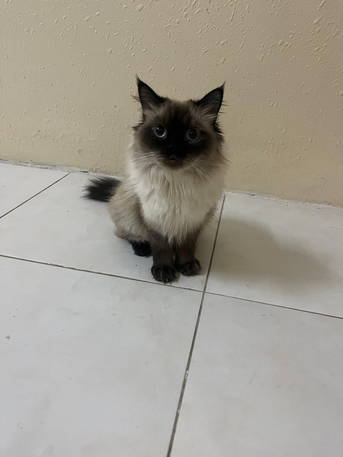 Himalayan Female Cat Available For FREE Adoption photo 3