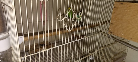 SAR 150,  The Budgie Is In Its Cage. photo 1