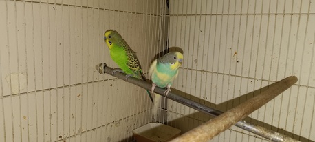 SAR 150,  The Budgie Is In Its Cage. photo 2