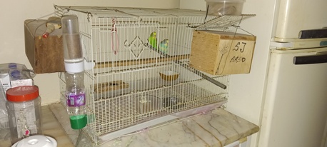 SAR 150,  The Budgie Is In Its Cage. photo 3