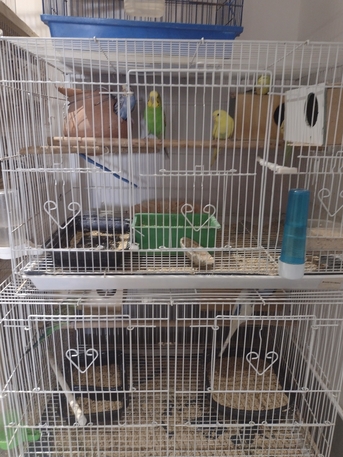 SAR 160,  Selling Parrots photo 1
