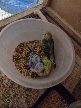 SAR 160,  Selling Parrots photo 2