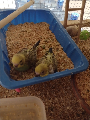 SAR 160,  Selling Parrots photo 3