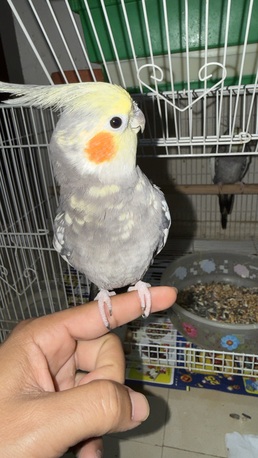 SAR 450,  Cocktail Bird Male 6 Month Old ( Saying Bismilla)