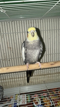 SAR 450,  Cocktail Bird Male 6 Month Old ( Saying Bismilla) photo 2