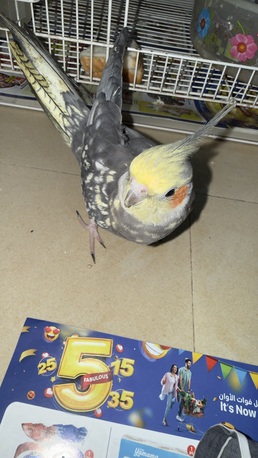 SAR 450,  Cocktail Bird Male 6 Month Old ( Saying Bismilla) photo 3