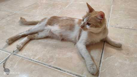 Sweet Cat Seeking A Loving Home photo 1