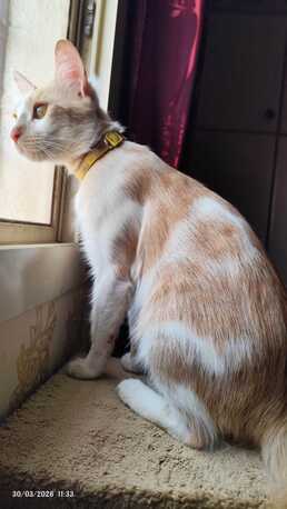 Sweet Cat Seeking A Loving Home photo 2
