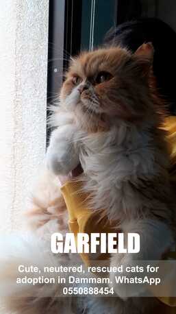 Cute, Neutered, Rescued Cats For Adoption photo 1