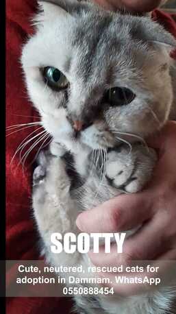 Cute, Neutered, Rescued Cats For Adoption photo 2