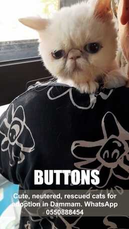 Cute, Neutered, Rescued Cats For Adoption photo 3