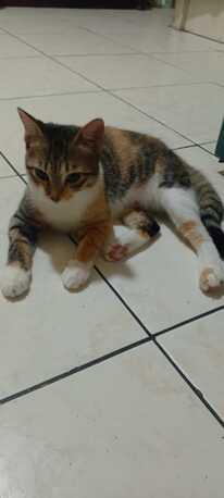 Two Sweet Cats Put Up For Adoption photo 3