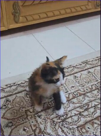 Persian Calico Lap Kitten - Free Adoption photo 1