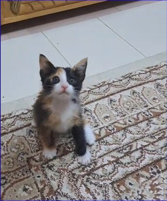Persian Calico Lap Kitten - Free Adoption photo 2