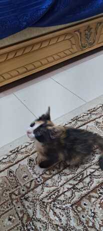 Persian Calico Lap Kitten - Free Adoption photo 3