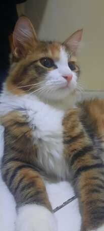 Cats Put Up For Adoption. Sweet Cats Friendly In Nature photo 1