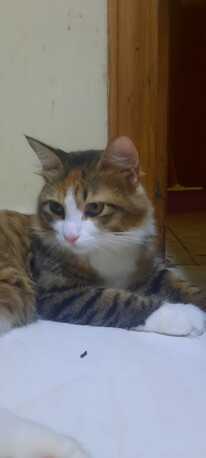 Cats Put Up For Adoption. Sweet Cats Friendly In Nature photo 2