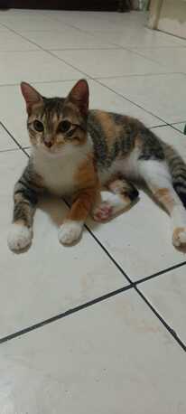 Cats Put Up For Adoption. Sweet Cats Friendly In Nature photo 3