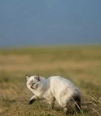 Free Adoption Cats photo 1
