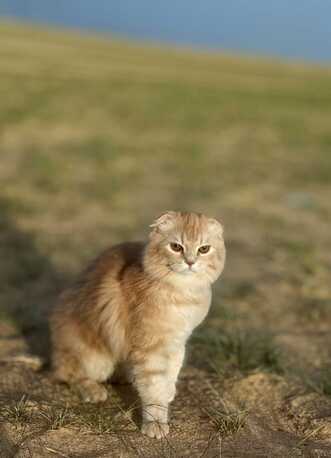 Free Adoption Cats photo 2