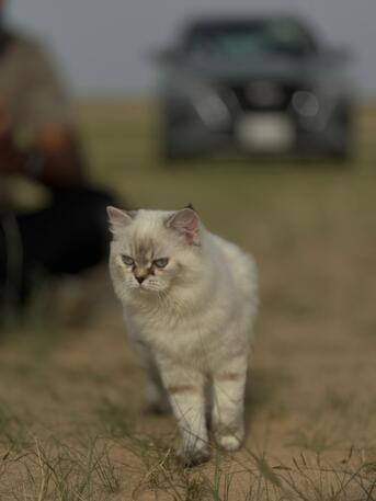 Free Adoption Cats photo 3