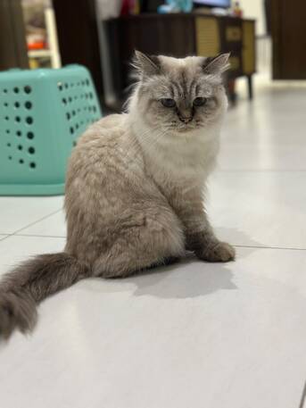 Cat For Adoption  Or Trials photo 2