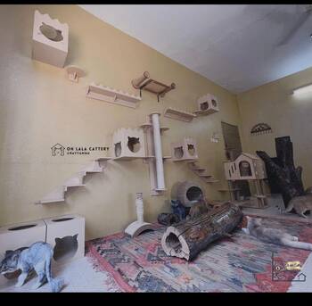 Pet Boarding, Cat Boarding, Cat SItter photo 3