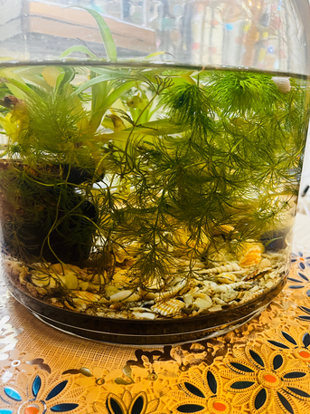 SAR 50,  Fishtank