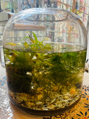 SAR 50,  Fishtank photo 2