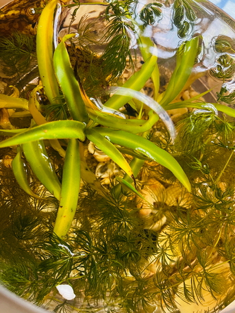 SAR 50,  Fishtank photo 3