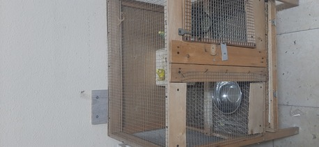 SAR 130,  For Sale 2pcs Loves Birds With Cage